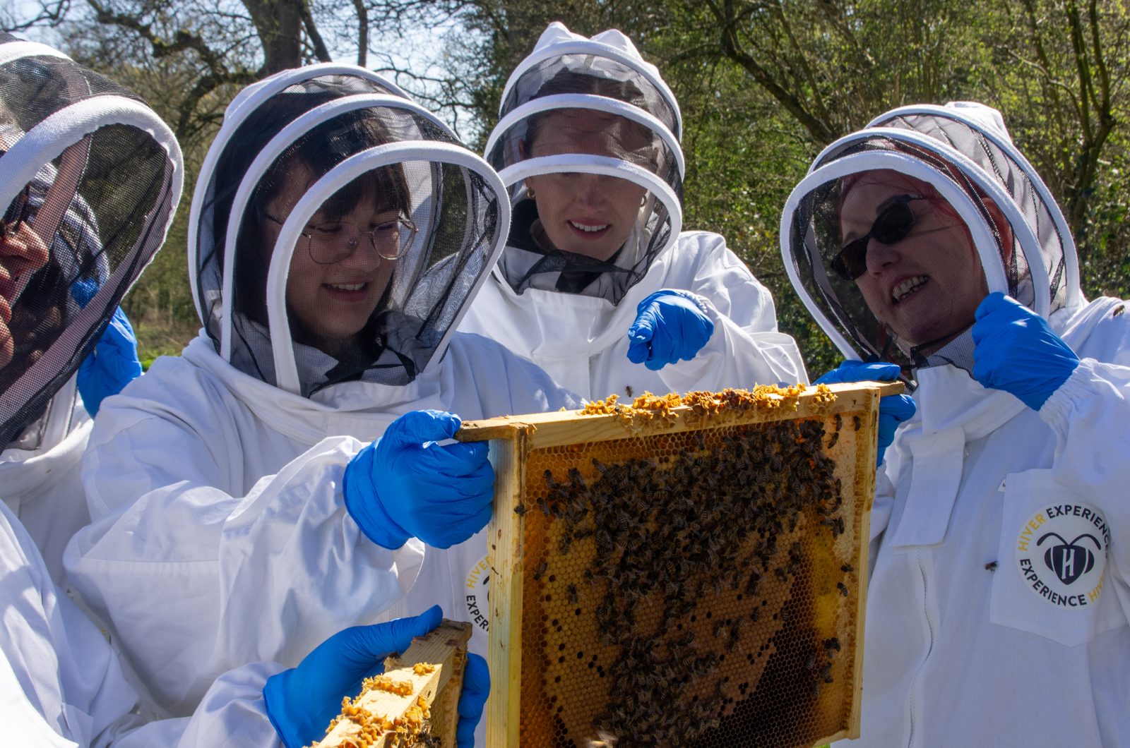 Inspecting a frame covered in bees with the beekeeper