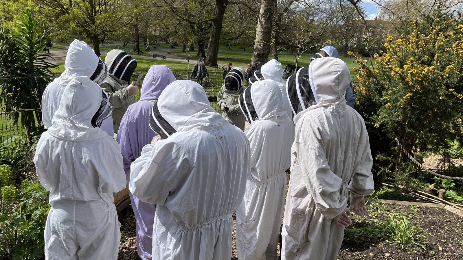 Bees in flight around a frame being inspected