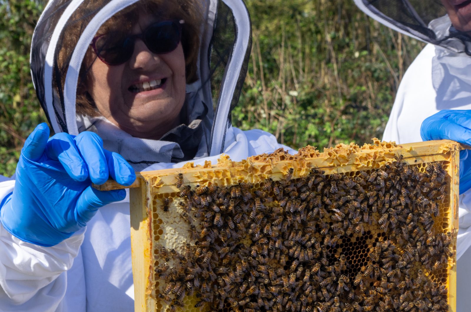 Beekeeping Taster Workshop with Honey Tasting