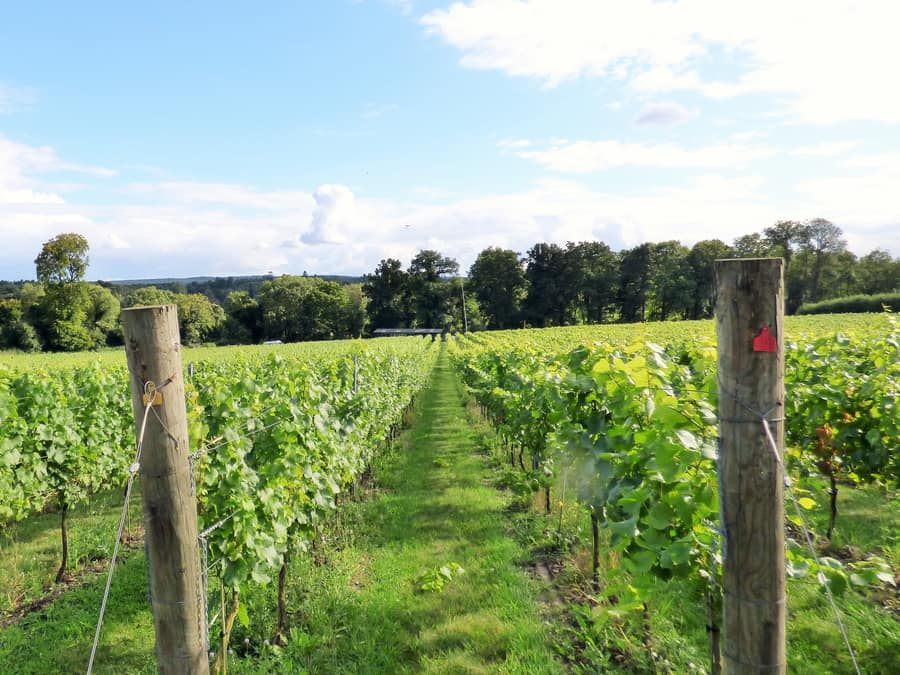 London: Full-Day English Wine Tour with Lunch